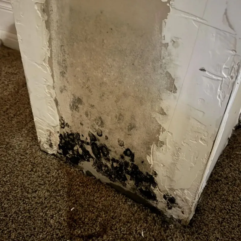 Professional Mold Removal in Villas, FL